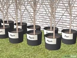 This unusual tree produces a fruit that looks and tastes similar to black grapes. How To Plant Fruit Trees With Pictures Wikihow