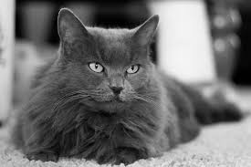 It is a good way to make a new cat feel more like part of the family. 13 Greatest Grey Cat Names You Ll Love I Discerning Cat