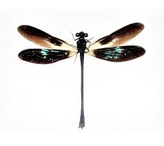 Black And Blue Dragonfly Bicbugs Euphaea Variegata Green Black Dragonfly Damselfly Indonesia Damselfly Dragonfly Wall Art Dragonfly
