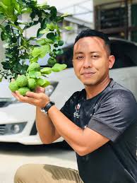 Cara menanam mangga bonsai dalam pot. Asyik Tanam Pokok Limau Purut Tak Berbuah Dan Daun Tak Lebat Lelaki Ini Kongsi Tip Cara Tanam Dan Baja Supaya Jadi Lebih Subur Keluarga