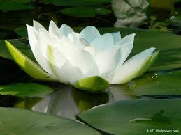 Free for commercial use no attribution required high quality images. White Lotus Wallpapers Top Free White Lotus Backgrounds Wallpaperaccess
