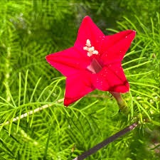 Image result for Ipomoea quamoclit