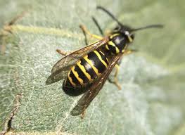Yellow Jacket Alert Take The Sting Out Of Fall Old