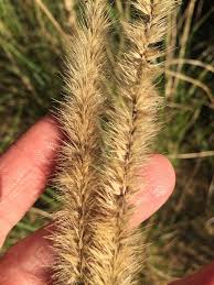 Image result for Cenchrus caudatus