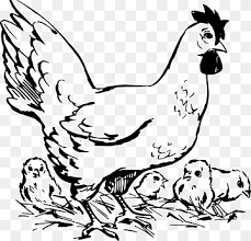 Untuk perawatan anak ayam bangkok sendiri pernah kami bahas di sini: Bantam Ayam Png Pngwing