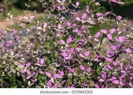 Image result for Congea