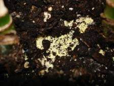 A white or yellowish substance on the surface of the soil of a potted plant is saprophytic soil fungus, a mold that feeds on decaying matter in the soil. Yellow Stuff Growing In My Houseplant Soil Ubc Botanical Garden Forums