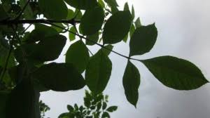 Image result for Olax aschersoniana