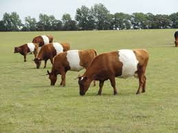 Lakenvelders Bij Hippolytushoef Cow Calf Galloway Cattle Animals Beautiful