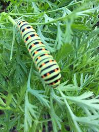 Kennst Du Die Karottenraupe Raupe Gartenblog Tiere