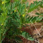 Image result for Chamaecrista nigricans