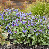 Epimedium 'Jester's Hat' PPAF