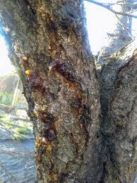 Tree diseases caused by fungi can be broken down into four broad categories: Does Your Tree Look Like It S Bleeding Sap It Might Be Bacterial Or Fungal Canker Philadelphia Orchard Project