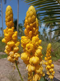 Image result for Senna alata