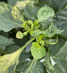 Image result for thrips damage on cucumber