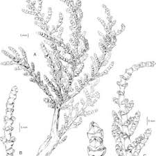 Image result for Sarcocornia decumbens