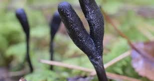 Image result for Aspidoglossum lanatum