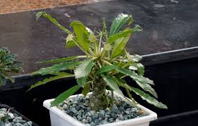 Image result for Dorstenia cuspidata
