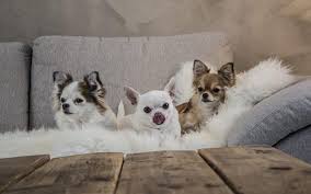 Scopri subito migliaia di annunci di privati e aziende e trova quello che cerchi su subito.it Cani Da Appartamento Le Razze E Quali Scegliere Pets Gadget