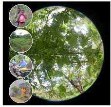 Image result for Rhynchosia pseudoviscosa