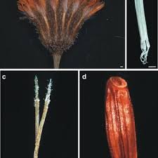 Image result for Emilia jeffreyana