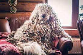 Image result for Komondor