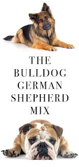 Aug 20, 2019 · the american bulldog shepherd is a relatively new designer dog that combines the toughness of both the bulldog and german shepherd. German Shepherd Bulldog Mix American Bulldog And Gsd Combined American Bulldog Mix American German Shepherd Bulldog