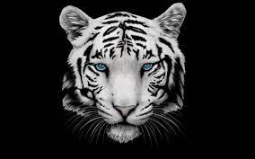 Check spelling or type a new query. Tiger Backgrounds Tiger Wallpaper Tiger Images Pet Tiger