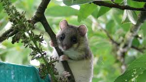 Sie sind deshalb besonders geschützt und dürfen nicht einfach getötet werden. Siebenschlafertag Am 27 06 2020 Aktuell So Wird Laut Siebenschlafer Das Sommer Wetter News De