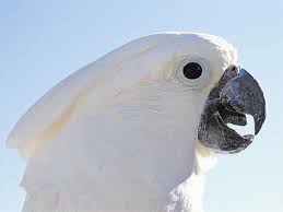We did not find results for: Burung Kakatua Putih Kakatua Wallpaper Hd Wallpaperbetter