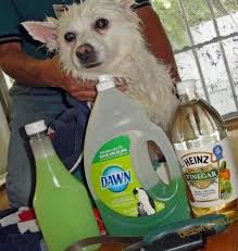 Make Your Own Flea Shampoo Natural Dog Shampoo Flea Removal Dog Shampoo