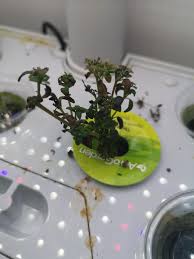Maybe you would like to learn more about one of these? My Thyme Plant Stopped Growing And Keeps Getting Dry Brown Leaves What Am I Doing Wrong Aerogarden