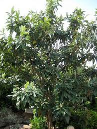 Our houston florists have the perfect gifts from flowers to chocolates & more. 14 Plant Materials For Houston Ornamental Trees Ideas Ornamental Trees Plants Tree
