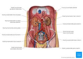 · network of tissues, organs and vessels that help to maintain the body's fluid balance & protect it from pathogens. Lymphabfluss Von Abdomen Und Becken Anatomie Kenhub