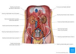 Das lymphsystem des menschen das lymphsystem des menschen, auch lymphatisches system genannt, ist neben dem blutkreislauf eines der wichtigsten transportsysteme im menschlichen körper und. Lymphabfluss Von Abdomen Und Becken Anatomie Kenhub