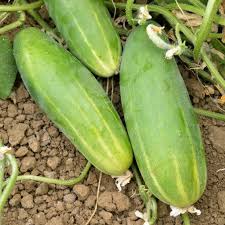 Image result for Cucumis sativus