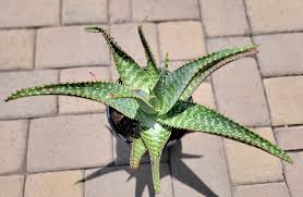 Image result for Aloe canis