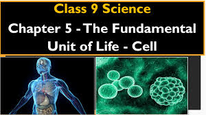 With the help of diagram show the difference between striated muscle fibre, smooth muscle fibre and cardiac muscle fibre. The Fundamental Unit Of Life Class 9 Notes Summary Question Answer