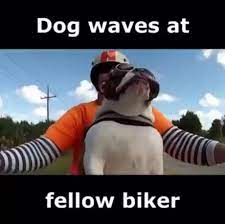 Smile And Wave Funny Animals Cute Baby Animals Cute Funny Animals