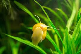 A Type Of Mystery Snail Eating Algae From Aquarium Glass In 2020 Aquarium Snails Fresh Water Fish Tank Aquarium