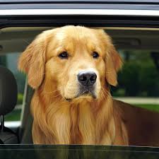 See This Instagram Photo By Livingthatgoldenlife 1 443 Likes Golden Retriever Pet Dogs Puppies Retriever Puppy