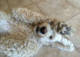 The most important thing you can do to take care of your new goldendoodle is to puppy proof your. Are Goldendoodles High Maintenance Platinum Goldendoodles