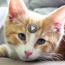 How Long Do Cats Live Better Homes Gardens
