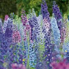 Delphinium Planting Promotion Shop For Promotional Delphinium Planting On Aliexpress Com Delphinium Flowers Flowers Perennials Flower Seeds