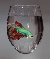 It also includes a hanging water filter, a digital water thermometer, and a. Betta By Young Sung Kim On Canvas 115x115cm 2017 Art