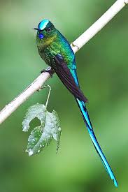 Small Birds With Long Tail Feathers Long Tailed Sylph Aglaiocercus King Male Photo By Joseph C Boone Via Wikipedia At San Isidro Lodge Ecuador This I In 2020 Nature Birds Beautiful Birds Sylphs