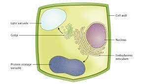 Plant cells are eukaryotic cells present in green plants, photosynthetic eukaryotes of the kingdom plantae. Plant Vacuole Stomata Learn Science At Scitable