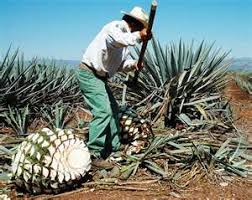 Behind the scenes of don julio tequila. Jimador Harvesting Agave Plants Used In Tequila Making Jardineria Paisajes