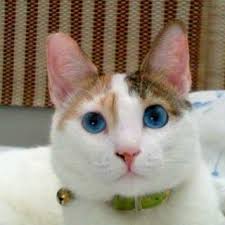 Polish Cats Koshki Cvet Glaz Kot