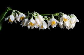 Image result for Macledium poggei